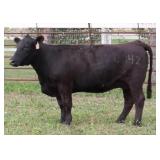 K M J MS NATIONAL C342