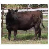 K M J MS DOMINO C352