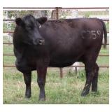 K M J MS BLACK JACK C359