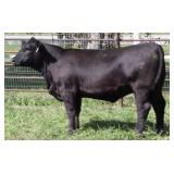 K M J MS UPGRADE D386