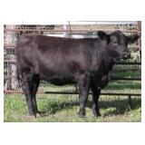 K M J MS IMPACT D387