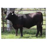 K M J MS VELOCITY D388