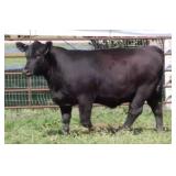 K M J MS UPGRADE D389