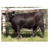 K M J MS SFORCE D391