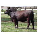 K M J MS ROBUST D392