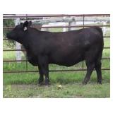 K M J MS UPGRADE D393