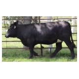 K M J MS IMPACT D395