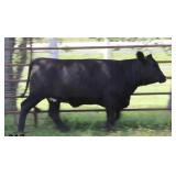 K M J MS IMPACT D396