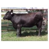 K M J MS IMPACT D397