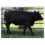 K M J MS ROBUST D398