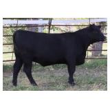 K M J MS Surefire D222