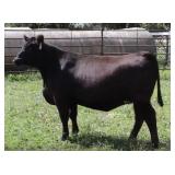 K M J MS Platinum D223