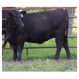 K M J MS Prophet D224