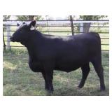 K M J MS Prophet D227