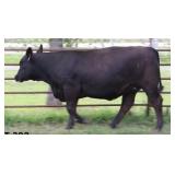 K M J MS IMPACT D378