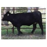 K M J MS SFORCE D113