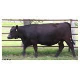 K M J MS PROPHET D3008