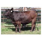 K M J MS ROBUST D3003