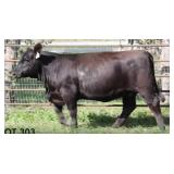 K M J MS IMPACT D379