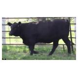 K M J MS SFORCE D381