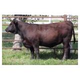 K M J MS UPGRADE D382