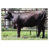 K M J MS IMPACT D383