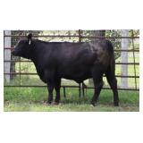 K M J MS SFORCE D384