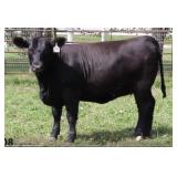 K M J MS SFORCE D385