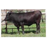 K M J MS VELOCITY D3000