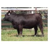 K M J MS VELOCITY D3001