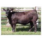 K M J MS UPGRADE D3002