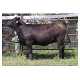 K M J MS UPGRADE D3004