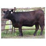 K M J MS Prophet D228