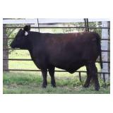 K M J MS Prophet D229