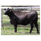 K M J MS Prophet D230