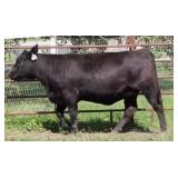 K M J MS Composure D231