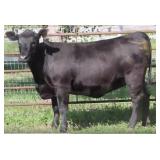 K M J MS Momentum D234