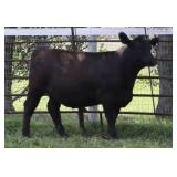 K M J Ms Sunrise D235