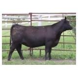 K M J MS Prophet D237