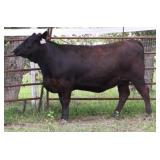 K M J MS Prophet D238