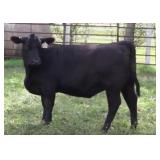 K M J MS Prophet D239