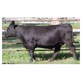 K M J MS Early Bird D241