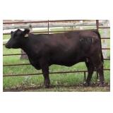 K M J MS SFORCE C101