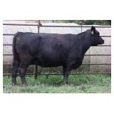 K M J MS SFORCE B306