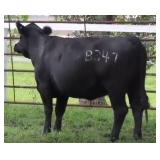 K M J MS SFORCE B347