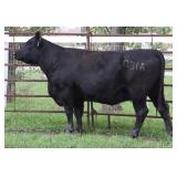 K M J MS SFORCE C316