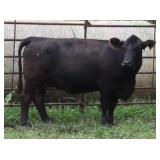 K M J MS UPGRADE C102