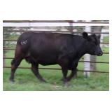 K M J MS SFORCE C329