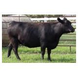 CHAIR ROCK PREDESTINED 2113