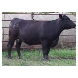 K M J MS SFORCE C315